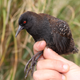 These birds are very cute and very doofy.